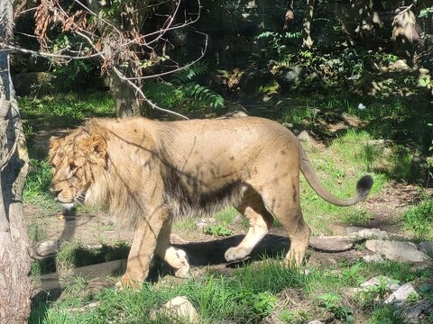 Lion - Lionne