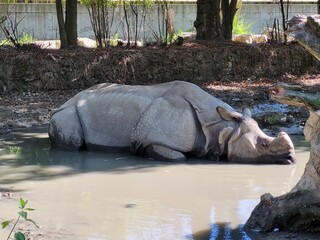 Rhinocéros © vouvraysan