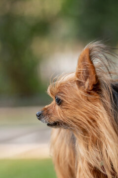 Face of a small brown dog, long fur, side view, close-up, blurred nature background.