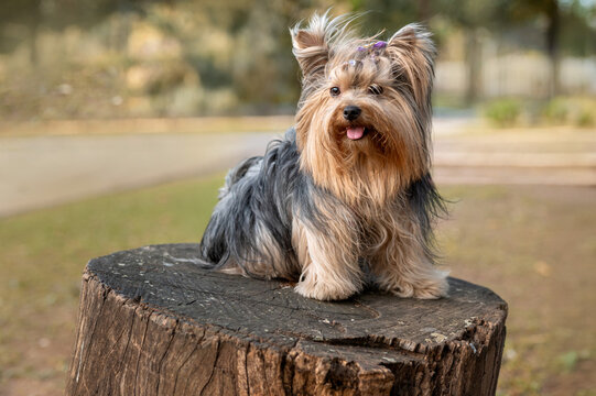 Yorkshire dog sitting alone on a log in a park on a summer day