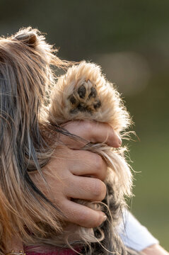 A person's hand holding a furry dog's paw, raised to show the pads, backlit by the sun.