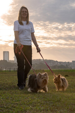 Young woman walking with two Yorkshire dogs on a sunny day.
