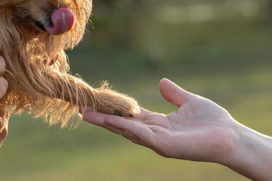 Shaggy brown dog with its tongue hanging out, resting its paw on a human hand.
