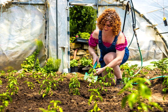 Woman gardening and planting young plants in a greenhouse for sustainable agriculture