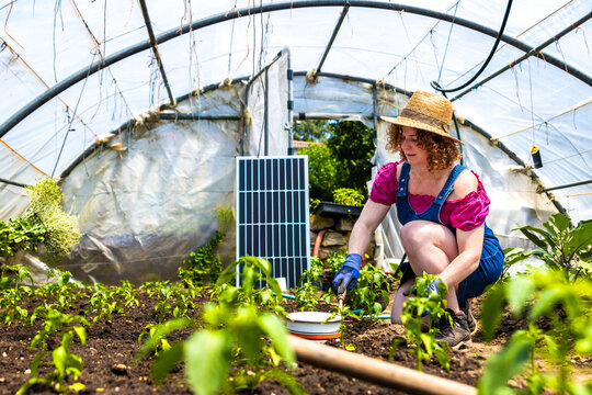 Woman farming organically in greenhouse, growing vegetables with solar energy