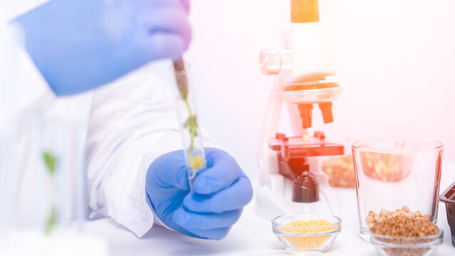Scientist wears blue gloves and a white lab coat. They hold a test tube with green plant material. Microscope and glass jars sit nearby. One jar contains grains, another holds yellow substance
