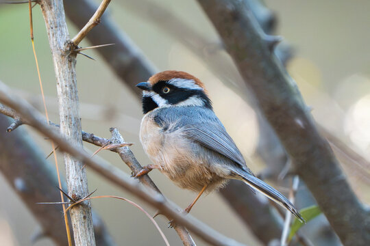 View of a black-throated tit perched on a thorny branch in the natural landscape of Rawalakot, Kashmir, Pakistan.