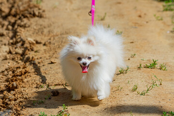 Fluffy miniature Pomeranian Spitz walking on a country path   Puszysty miniaturowy Pomeranian Szpic spacerujący po wiejskiej ścieżce © Adrian White