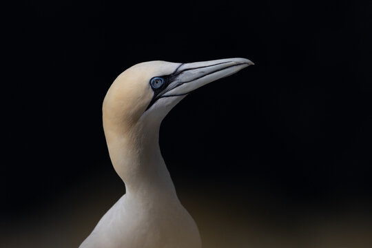 Portrait of a Gannet, Noup Head, Westray, Orkney, Scotland