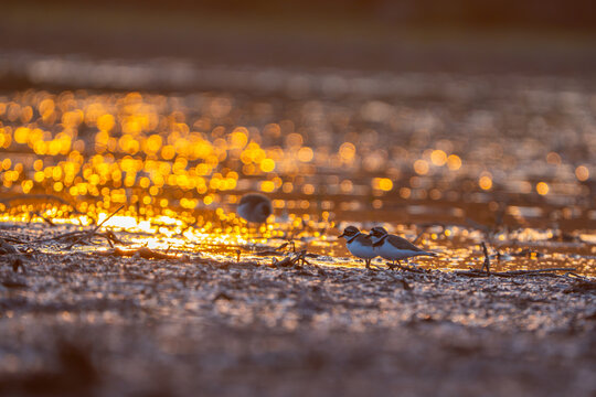 View of two little ring plovers standing on the muddy banks of the Chenab River near Head Marala, with golden hour sunlight reflecting on the water surface in Sialkot, Punjab, Pakistan.
