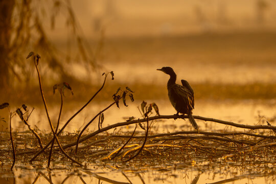 View of a cormorant perched on a branch in the wetlands of Head Marala during golden hour in Sialkot, Punjab, Pakistan.