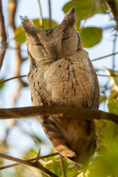 View of a scope owl perched on a tree branch with its eyes closed in the soft golden light Sialkot, Punjab, Pakistan.