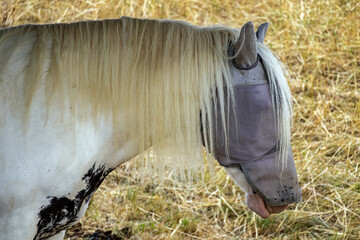 Pferd mit Fliegenschutz auf einer Weide © Karl