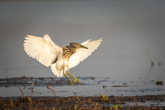 View of an Indian pond heron landing in the wetlands near Head Marala in Sialkot, Punjab, Pakistan.