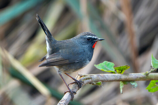 View of a Siberian himalayan Rubythroat perched on a thin branch with a blurred natural background in Sialkot, Punjab, Pakistan.