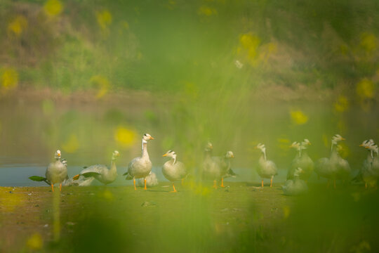 View of a flock of bar-headed geese resting on the riverbank near Head Marala, with soft foreground foliage and yellow flowers in Sialkot, Punjab, Pakistan.