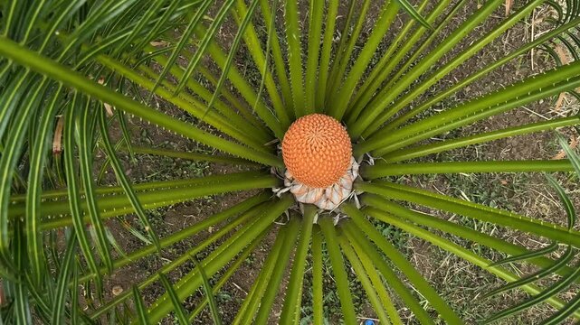4K Slow Pull Out Cycad Plant Orange Cone Revealing Leaves Colombia
