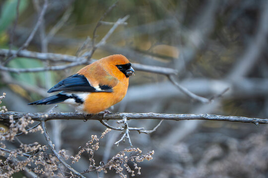 View of a vibrant orange bullfinch perched on a thin, dry tree branch in the natural landscape of Rawalakot, AJK, Pakistan.