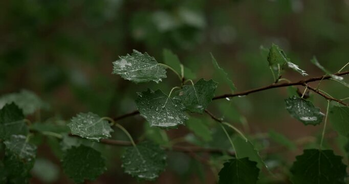 Close up of rain drop falling on wet green aspen leaf with audio included