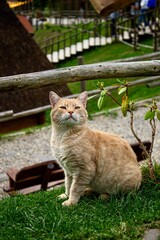cat in the garden © Валерия Лебедева