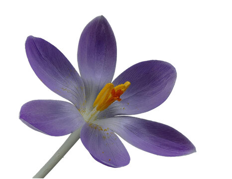 Purple crocus flower blooming on black background