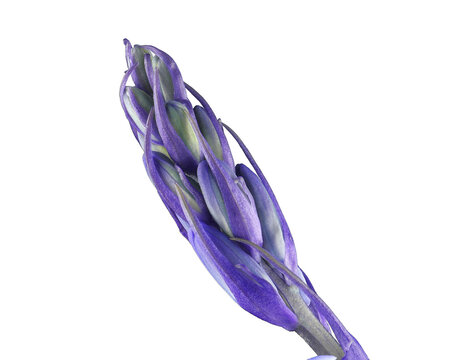 Blue bellflower cut out against transparent background