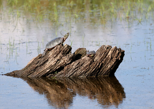 Two Painted Turtles Basking on a Weathered Log in a Wetland