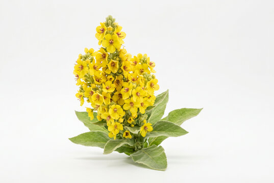Torch mullein flower yellow blossoms in professional studio setup on white background
