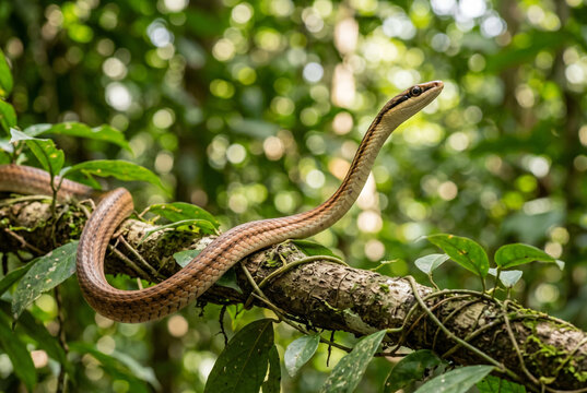 Bronzeback tree snake draped over branch in jungle