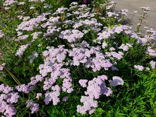 Yarrow: a species of flowering plant, its botanical name is Achillea millefolium. © Antonios