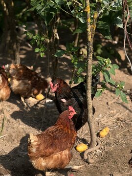 Chickens foraging in a garden during sunny weather