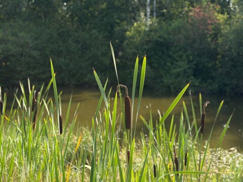 Tall grass and plants grow near a calm water body surrounded by trees in a natural setting