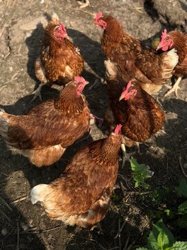 Hens gather in a farmyard on a sunny day, pecking at the ground for food and interacting with each other