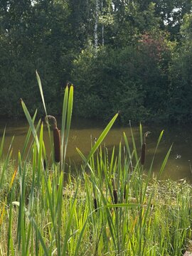 Cattails growing beside a calm stream in a natural setting during late summer