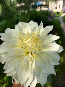 Bright white flower held in hand in a garden surrounded by greenery and colorful plants