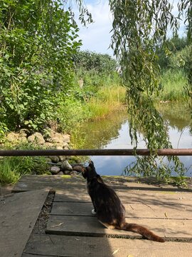 Cat sitting by a water body with plants around on a sunny day