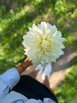 Dahlia flower held by a person while standing on a path in a green area on a sunny day