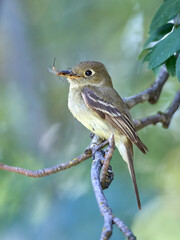 Obraz premium Portrait of flycatcher with insect in its beak.
