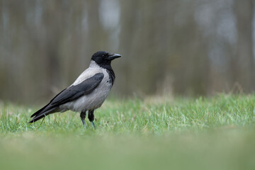 Obraz premium Hooded crow standing in a green meadow near a forest edge