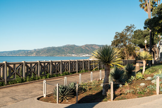 Oceanfront walking trail in Santa Monica framed by native succulents, Yucca vegetation, and coastal scenery. Concept of beachside nature, wellness, scenic travel, and California outdoor living
