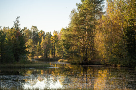 Fall landscape of pond surrounded by autumn pine and birch forest at sunset. Nature exploring and hiking on fresh air for physical activity and mental health, daily walk in woodlands.