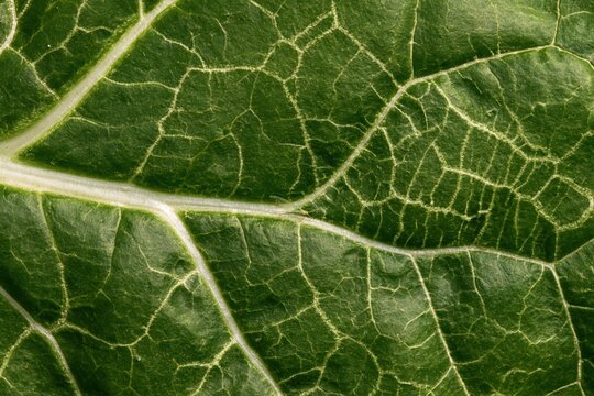 Close-up view of leaf miner trail pattern on chard leaf showing intricate details of nature in bright green color