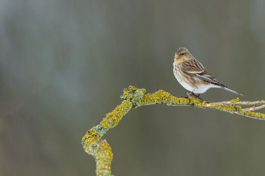 Twite perched on a lichen-covered branch against a soft natural background