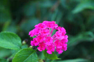 Fototapeta premium Pink Lantana Flower Cluster Close Up