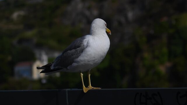 A high-quality, macro-detail video of a single gull perched on a railing along the shoreline, surveying its surroundings. Yellow-legged Gull, Larus michahellis
