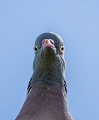 Funny low angle perspective of pigeon looking down at camera © AntiSTEP