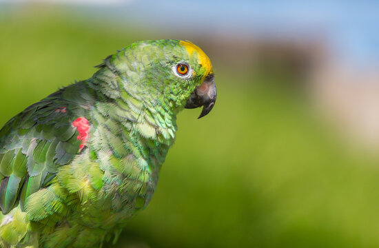 Parrot
