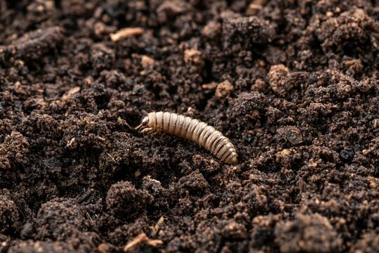 Macro view of a wireworm resting in crumbly dark soil during daylight hours