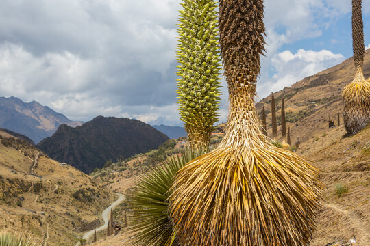 Puya