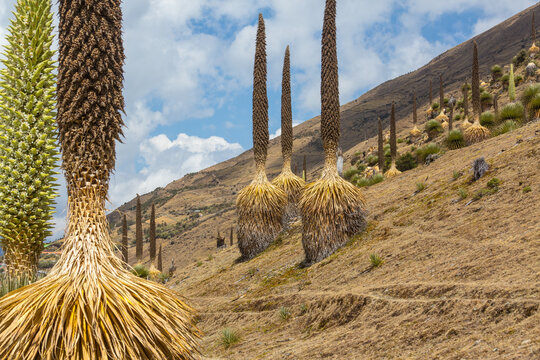 Puya
